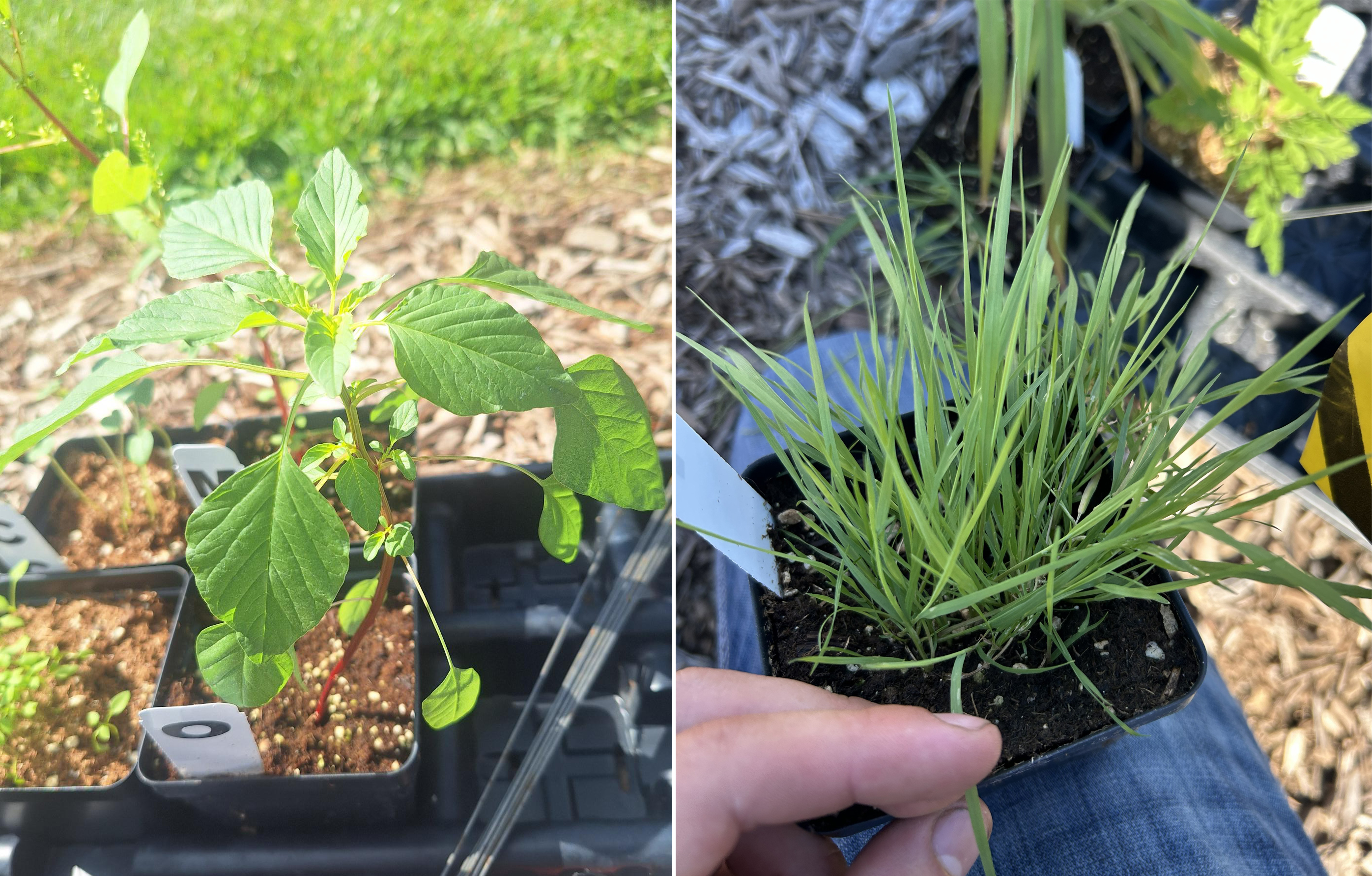 Two side by side images of palmer amaranth and creeping bentgrass.